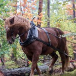 Pferd zieht etwas durch den Wald (von Julia Kneuse)