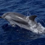 Blau-weißer Delfin