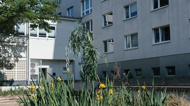 Freundliche Übernahme Gräser und Sonnenblumen inmitten eines Innenhofs eines Plattenbaus aus Beton