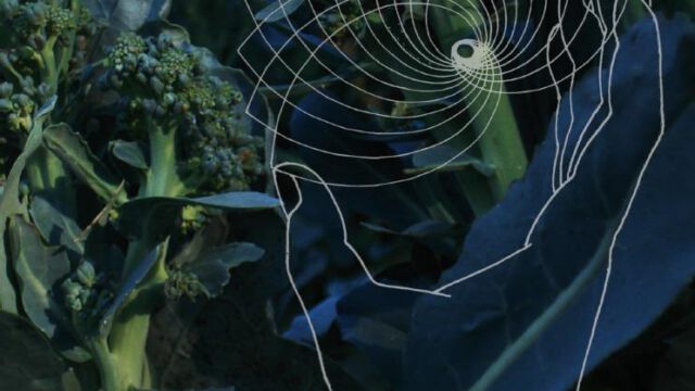 Chemnitz Open Space Nahaufnahme einer grünen Pflanze, die aussieht wie ein großer Broccoli. Auf dem Foto ist eine Hand gezeichnet, die eine gezeichnete Blüte zwischen Daumen und den vier Fingern hält